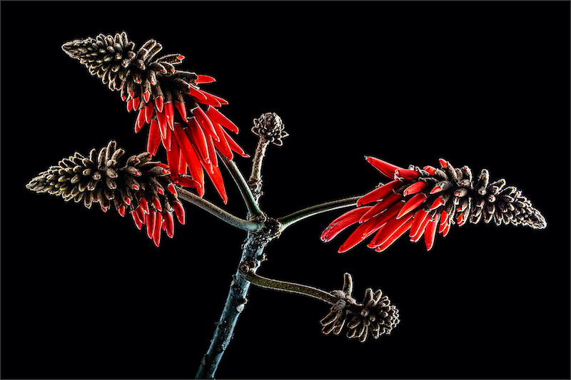 KCC Silver Medal - Open Colour - Koraalboom - Cobus Eksteen - Krugersdorp Camera Club