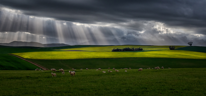 KCC Silver Medal - Scapes - Colour - Skapies en canolas - Trix Jonker - Bloemfontein Kameraklub