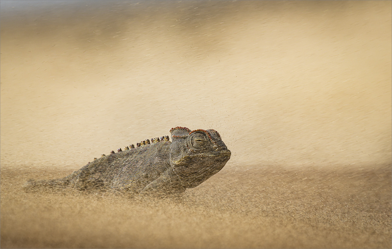 PSSA Silver Medal - Nature - Colour - Sandstorm - Dewald Tromp - Midlens Fotoklub