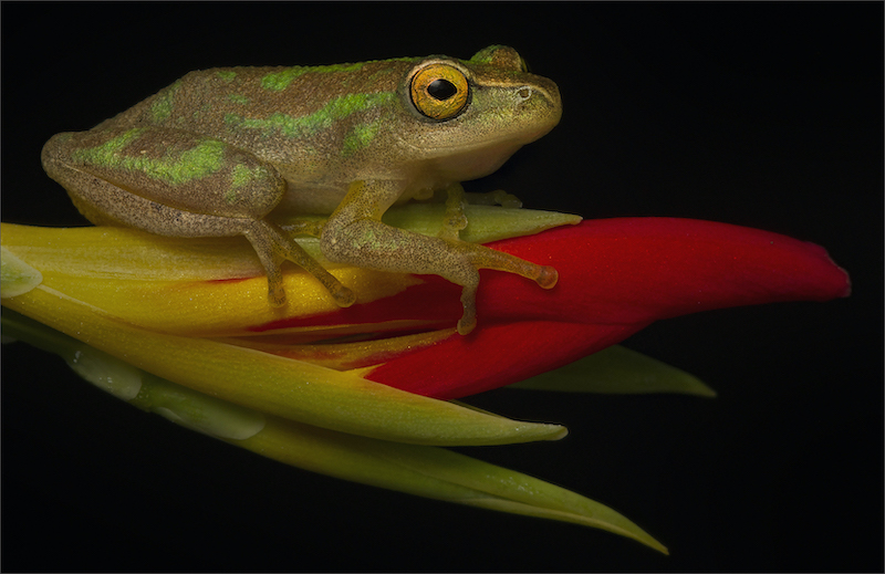 PSSA Silver Medal - Open Colour - Flower Frog - Nico Hattingh - Springs Photographic Club