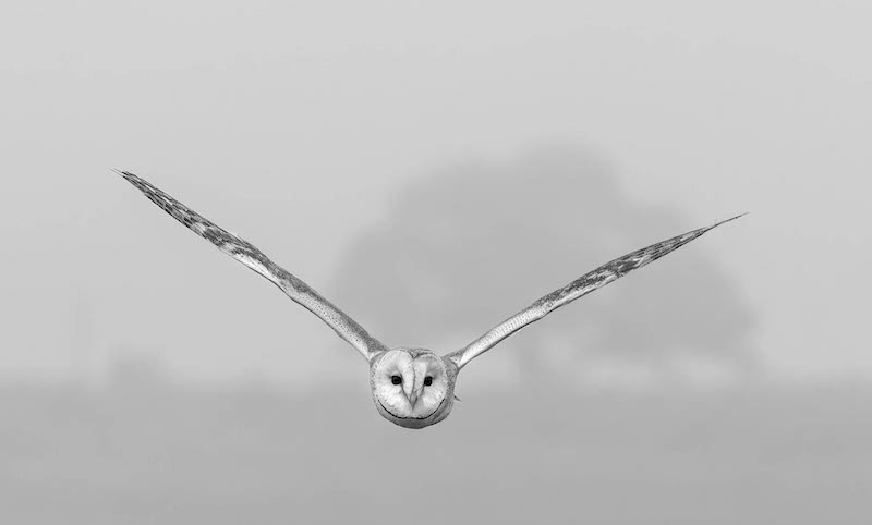 PSSA Silver Medal - Open Monochrome - Coming out of the mist - Mariana Venter - Midlens Fotoklub