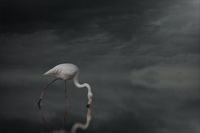 PSSA Silver Medal - Scapes - Colour - Stormy clouds Flamingo - Cathy Dooley - Southern Suburbs Camera Club