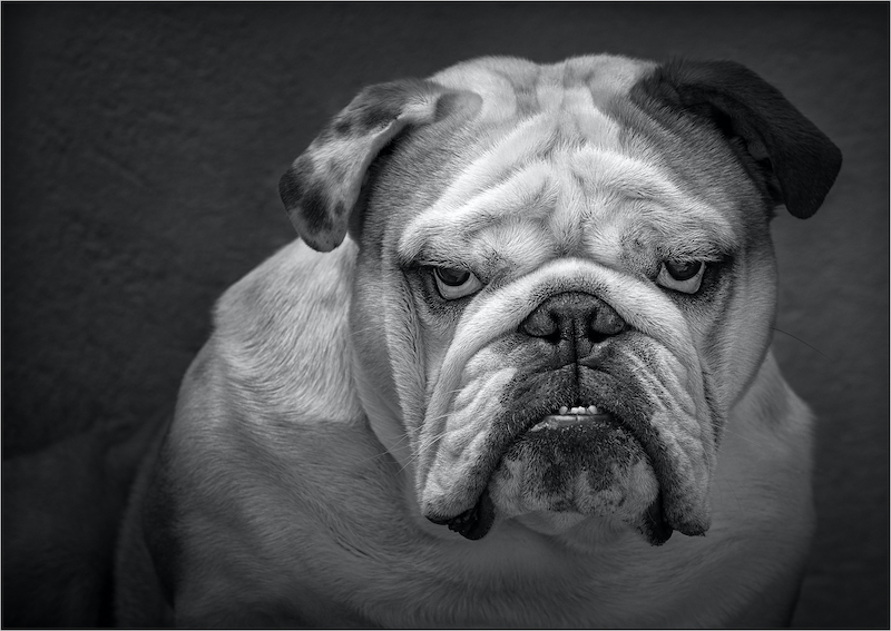PSSA Bronze Medal - Open Monochrome - Paparazzi Stare-down - Rudi Pothas - PPS