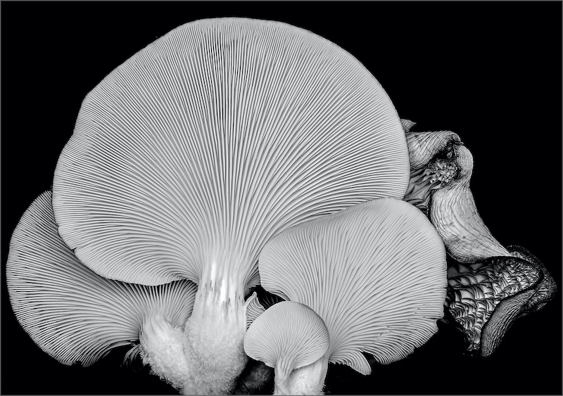 PSSA Silver Medal - Nature No Birds Mono - Circle of Life - Lucy Gemmill - Indep