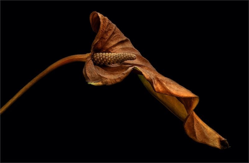 PSSA Silver Medal - Open Colour- Anthurium Fine Art.jpg - Veronica Heersink - Kroonstad Fotoklub