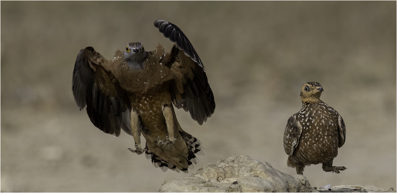 PSSA Silver Medal - Wildlife Colour- Kelkiewyne.jpg - Koos Marais - AFO Photography Club