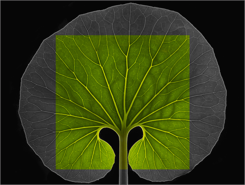 SAVAS Gold Medal - Open Colour - The Square Leaf.jpg - Elizabeth Nicholson - Eden Photographic Society