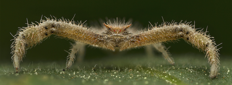 SAVAS Gold Medal - Wildlife Colour - Angry Crab Spider.jpg - Nico Hatting - Springs Photographic Club