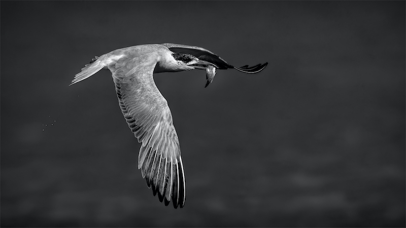 PSSA Silver Medal-Open Mono-Tern fly away with fish-Andre Serfontein-Imagelink Virtual Club
