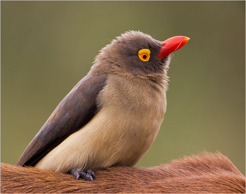 PSSA Silver Medal-Wildlife Birds Only-Rooibekrenostervoel-Neels Jackson-AFO Photography Club