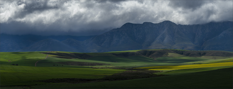 SSCC Bronze Medal-Scapes-Green and gold in Greyton-Cathy Dooley-Southern Suburbs Camera Club
