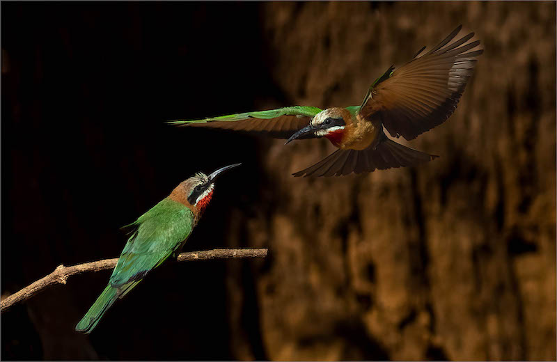 SSCC Bronze Medal-Wildlife Birds Only-Bea Eater Approaching-Cheryl Brooks-Southern Suburbs Camera Club