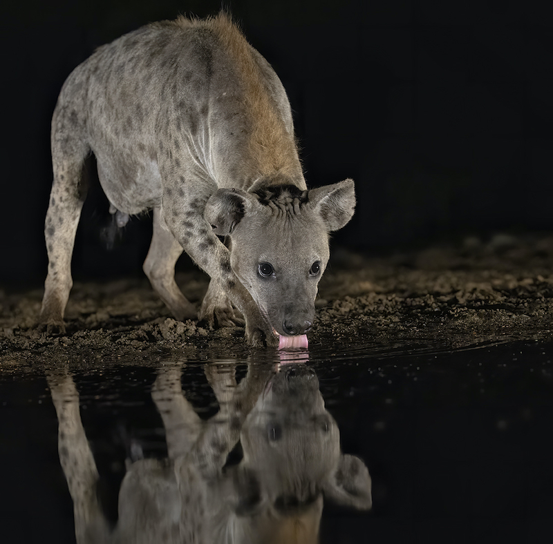 SSCC Bronze Medal-Wildlife No Birds-Hyena Mid Night Drink-Rodney Cory-Southern Suburbs Camera Club