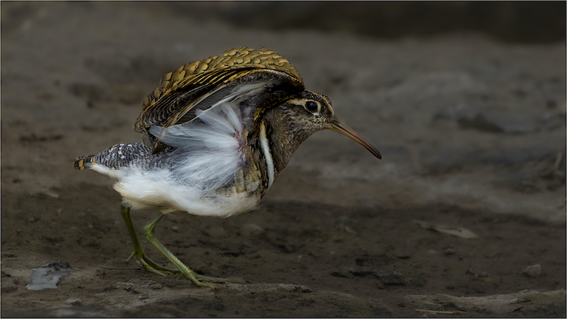 SSCC Silver Medal-Wildlife Birds Only-Greater painted snipe-Anoet du Plessis-AFO Photography Club