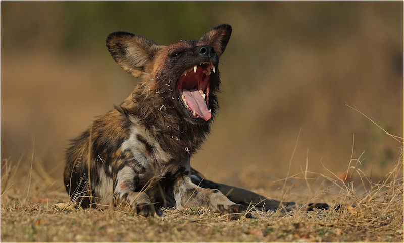 SSCC Silver Medal-Wildlife No Birds-Gaap-Johan Orton-AFO Photography Club