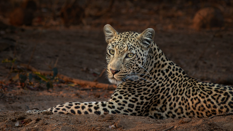 Club Medal - Nature Animal Portraits Colour - S21 Female leopard - Charmaine Joubert - Port Elizabeth Camera Club