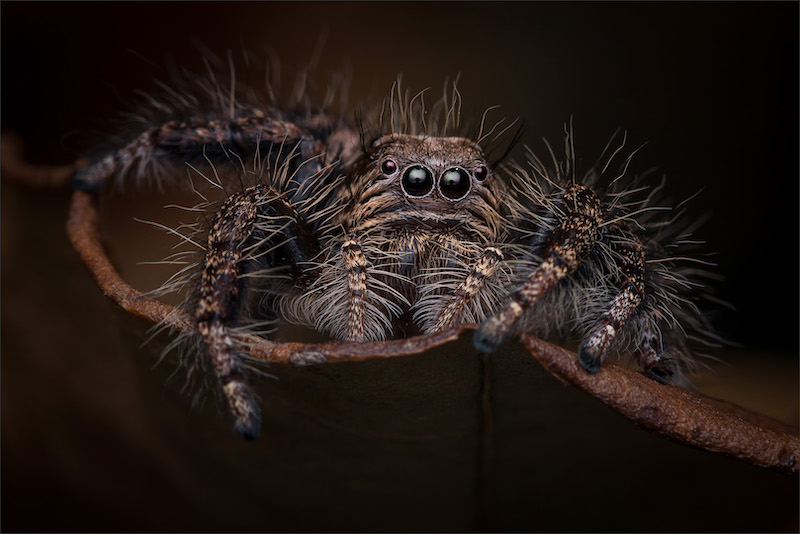 Club Medal - Nature No Birds Colour - Jumping spider 5512 - Hannes Claassens - Midlens Fotoklub