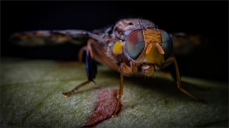 Club Medal - Open Colour - Een of ander vlieg - Petri Banks - Midlens Fotoklub