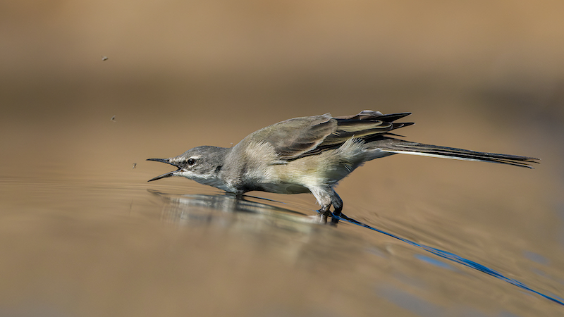 Club Medal - Wildlife Brids Only Colour - Vinnige Kwikkie - Deon Harris - Northern Natal Photographic Club