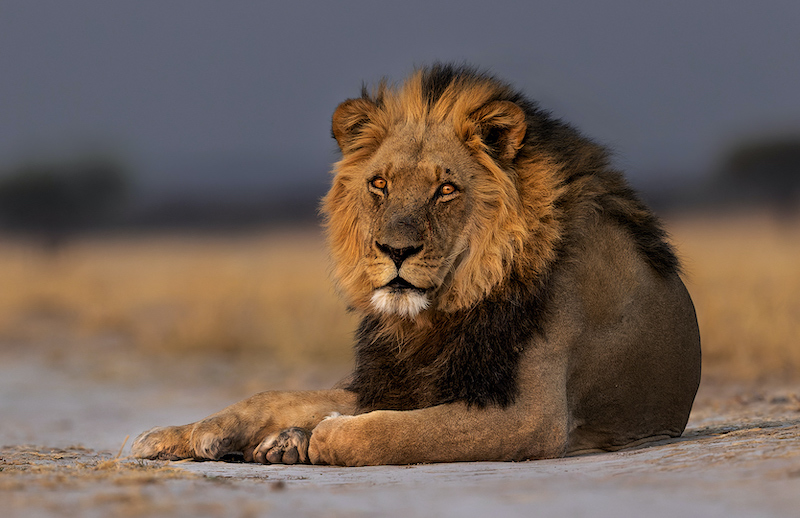 PSSA Silver Medal - Nature Animal Portraits Colour - Leeu met sonsopkoms piper pan - Jannes Drotsky - Bethal Fotografie Klub