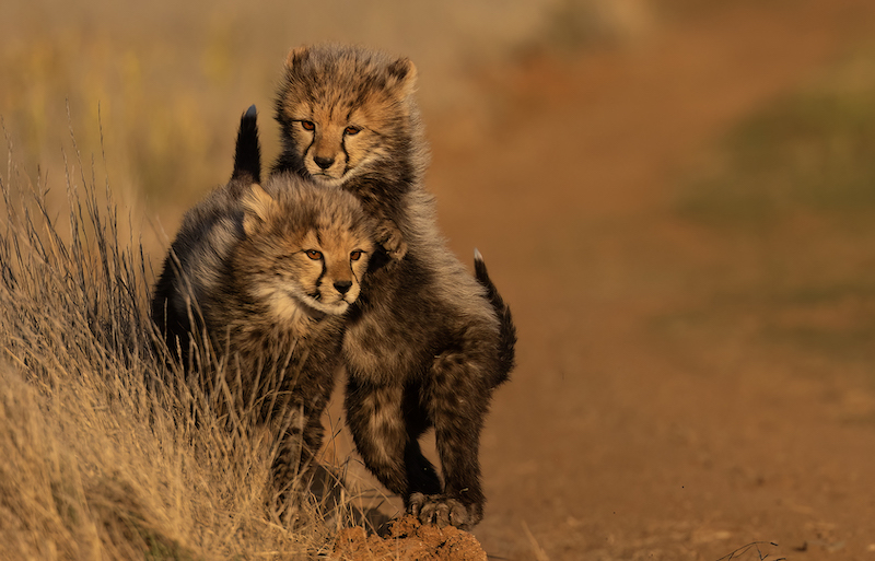 PSSA Silver Medal - Nature No Birds Colour - Mischievous - Nerissa Naidoo - Hibiscus Coast Photographic Society