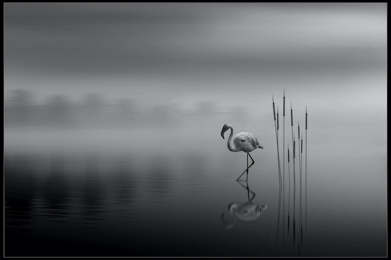PSSA Silver Medal - Open Monochrome - Mist on the lake - Martin Barber - Southern Suburbs Camera Club