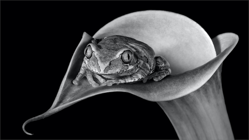 PSSA Silver Medal-Open Mono -Shirley Gillitt -Westville Camera Club-Tree frog just chilling