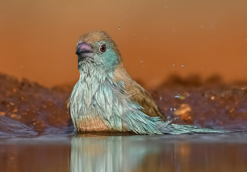 PSSA Silver Medal-Wildlife Birds Only -Dr Steyn Joubert -Kriel Foto Club-BLUE WAXBILL BATHING