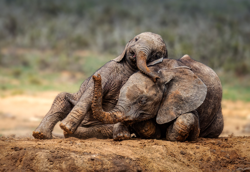 PSSA Silver Medal-Wildlife No Birds-Michelle Kinross-Creative Camera Club-Best Friends