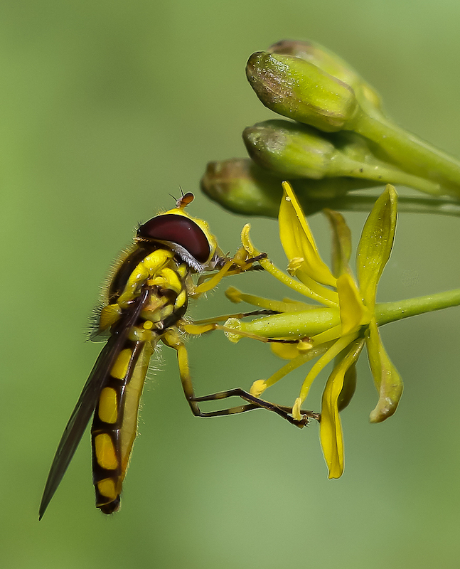 SPC Bronze Medal-Open Colour-Zakkiyyah Matwadia-Springs Photography Club-a bugs life