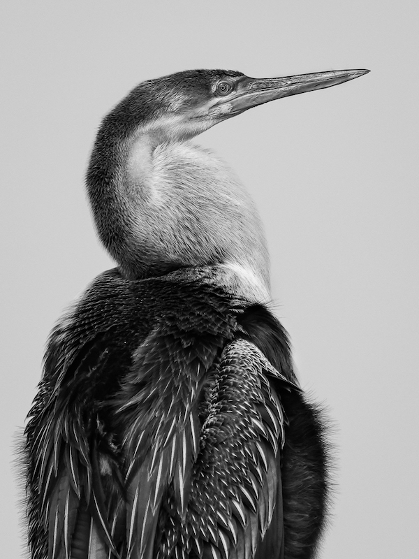 SPC Bronze Medal-Open Mono-Marlou Schalkwyk-Springs Photography Club-African Darter