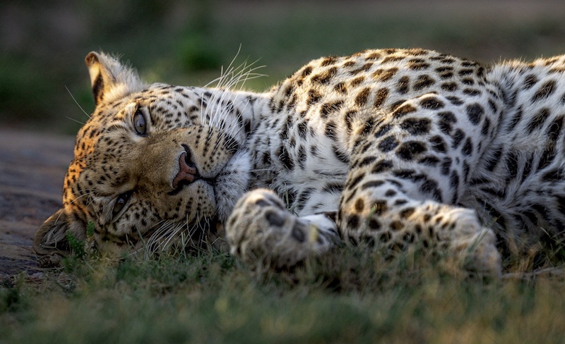 SPC Bronze Medal-Wildlife No Birds-Pitts Patel-Springs Photography Club-Siesta
