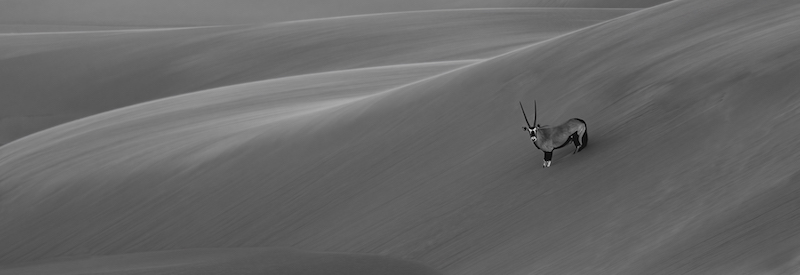 SPC Silver Medal-Open Mono-Dixon Norval-Tafelberg Fotografieklub-Oryx Descending a dune at dawn M
