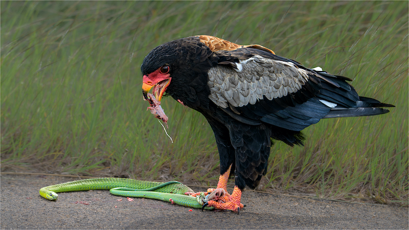 SPC Silver Medal-Wildlife Birds Only -Willie Labuschange -Magalies Foto Fun Club-Bateleur with boomslang