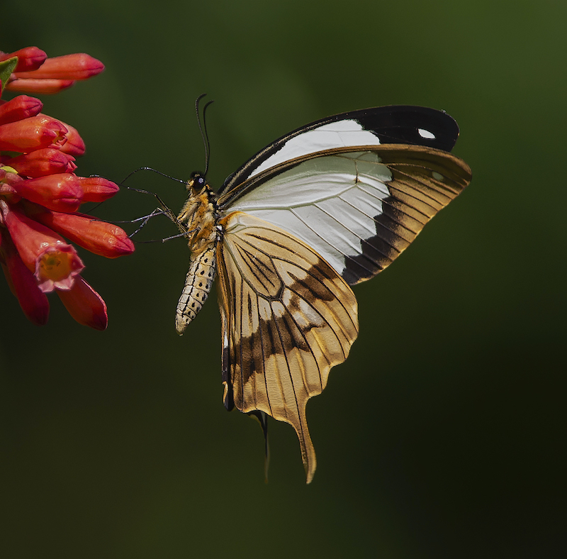 SPC Silver Medal-Wildlife No Birds-Hennie Niemand-AFO Photography Club -Mocker swallowtail