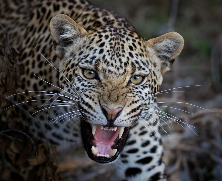 CLUB BRONZE MEDAL Nature - No Birds - Colour Aggressive leopard cub Mietsie Visser Vanderbijlpark Fotografiese Veren