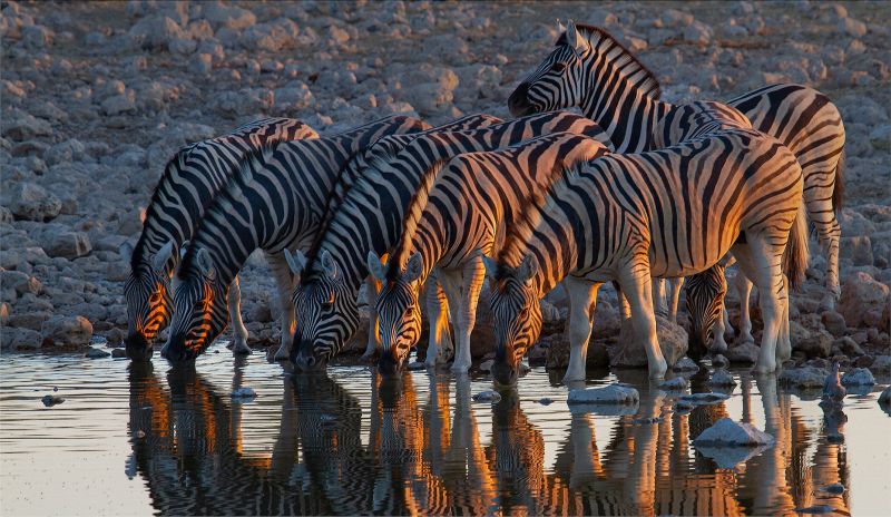 CLUB BRONZE MEDAL Open Colour Dors 1 Ben Botha Alberton Camera Club