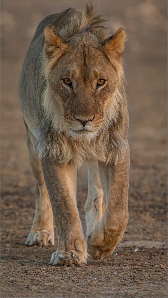 CLUB BRONZE MEDAL Prints - Open Colour Onstuitbaar Gonnie Myburg National Photographic Club