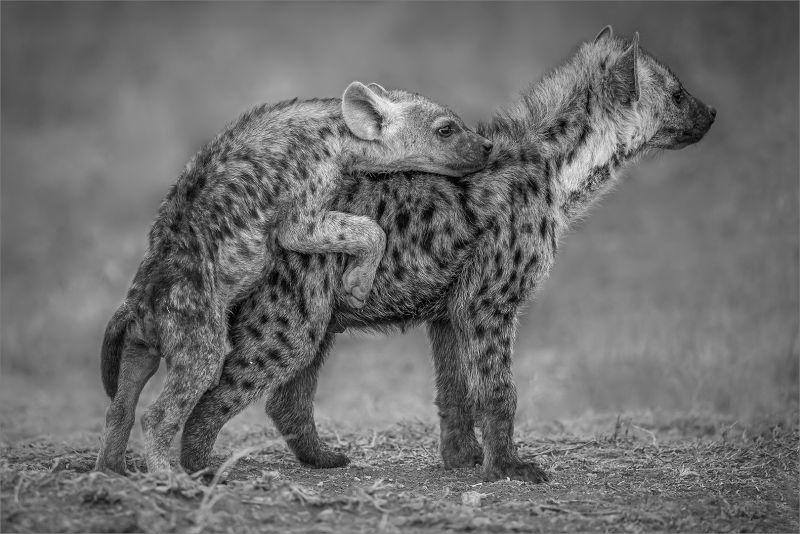 CLUB BRONZE MEDAL Prints - Open Monochrome Net n Drukkie Gonnie Myburg National Photographic Club