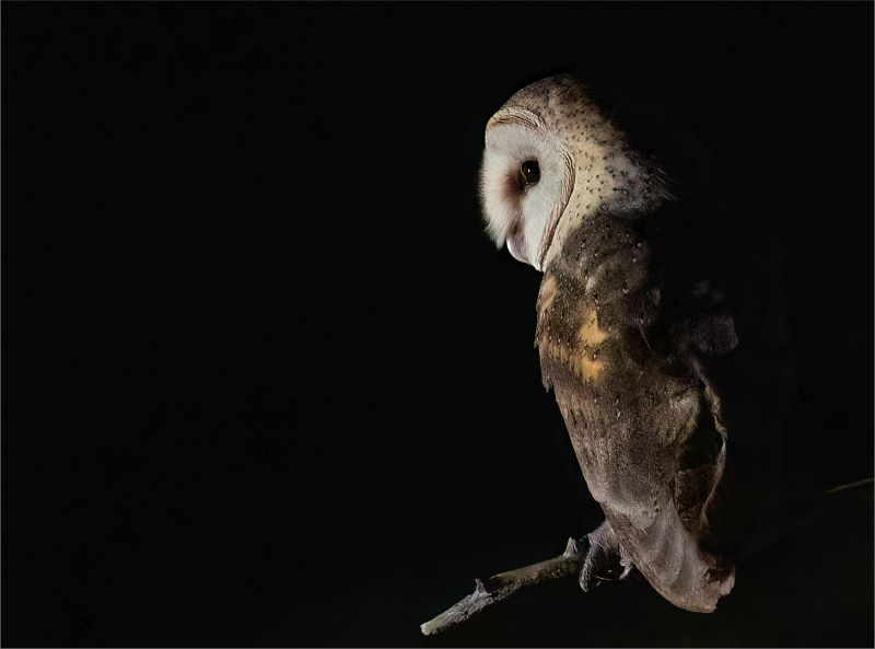 CLUB SILVER MEDAL Nature - Birds Only - Colour Enlightened wisdom Karen van Zyl Tafelberg FotografieklubCLUB SILVER