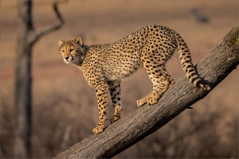 CLUB SILVER MEDAL Nature - No Birds - Colour Jong Jagluiperd 0486 HD Tokkie Labuschagne Magalies Foto Fun Club