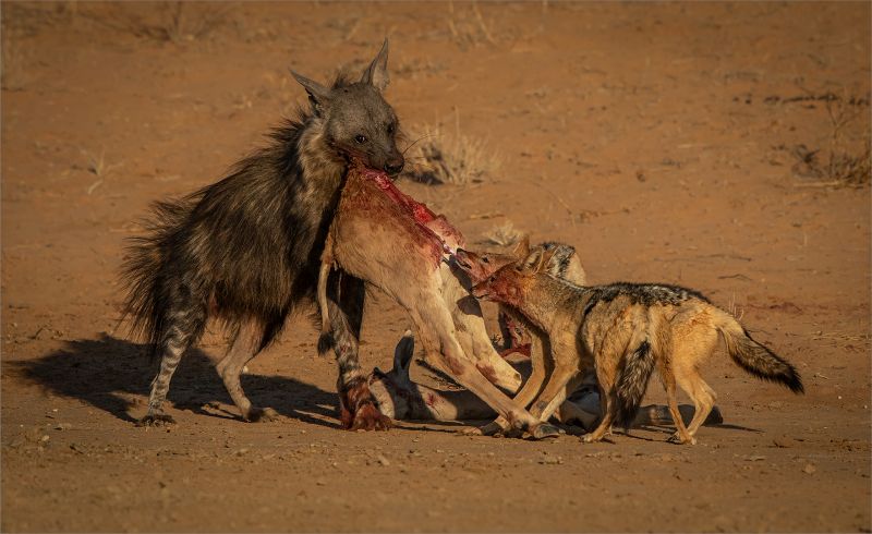 CLUB SILVER MEDAL Prints - Open Colour Die Agterkwart is myne Gonnie Myburg National Photographic Club