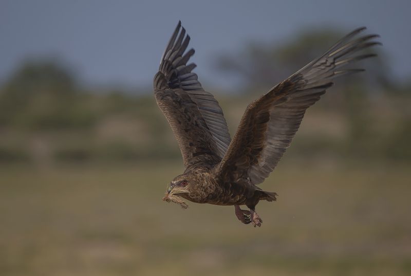 PSSA SILVER MEDAL Nature - Birds Only - Colour Met n bek vol vere 0522 Hennie Niemand AFO Photography Club