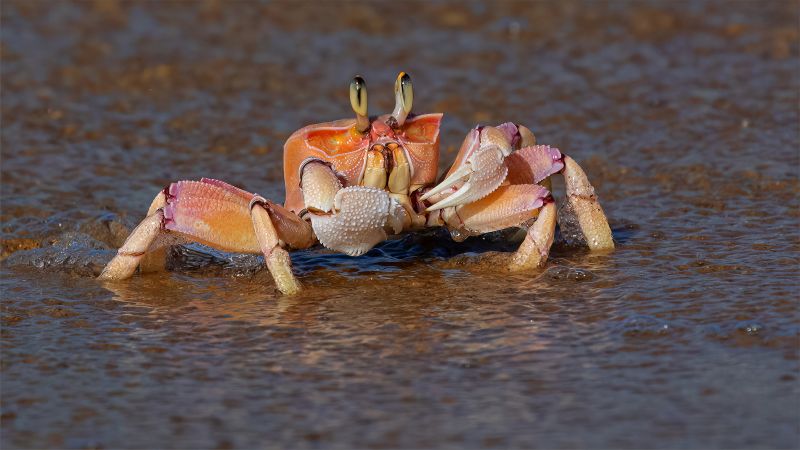 PSSA SILVER MEDAL Nature - No Birds - Colour Spookkrap deur Water Andre Serfontein Imagelink Virtual Club