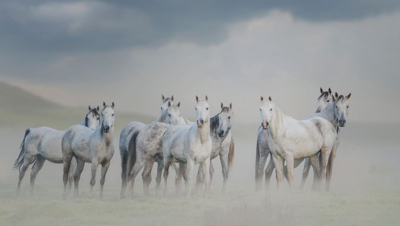 PSSA SILVER MEDAL Open Colour horses in the mist Anneke Preto Southern Suburbs Camera Club