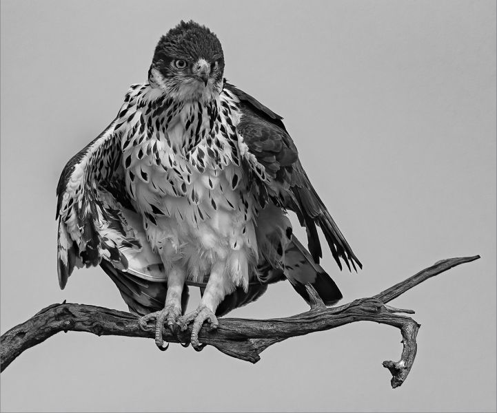 PSSA SILVER MEDAL Open Monochrome Ready for Takeoff Shirley Swinger Amber Camera Club