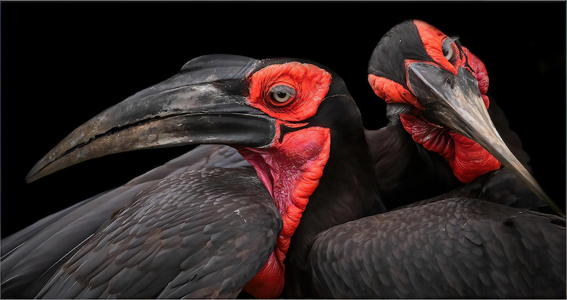 PSSA Silver Medal - Open Colour - I onl have eyes for you - Arthur Edward Ahrens  - AFO Photography Club
