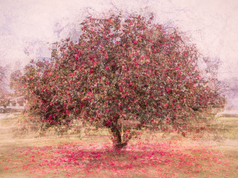 PSSA Silver Medal - Prints Open Colour - Lady of the Camellias - Kim Stevens - Cape Town Photographic Society