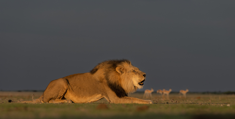 PSSA Silver Medal - Wildlife - Colour - Roaring King - Christo Giliomee - Paarl Photographic Club