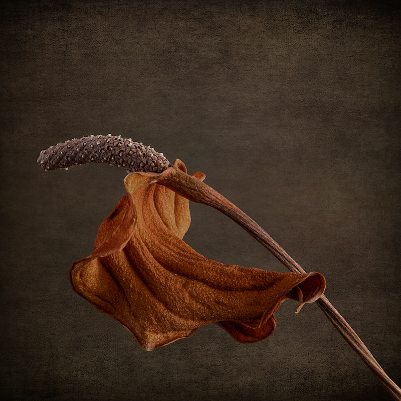 TAFKLUB Bronze Medal - Open Colour - Dry Anthurium - Mariana Visser - Tafelberg Fotografieklub